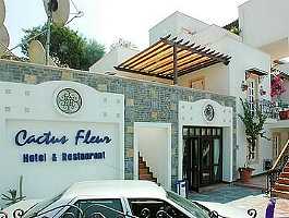 ����� Cactus Fleur, ����