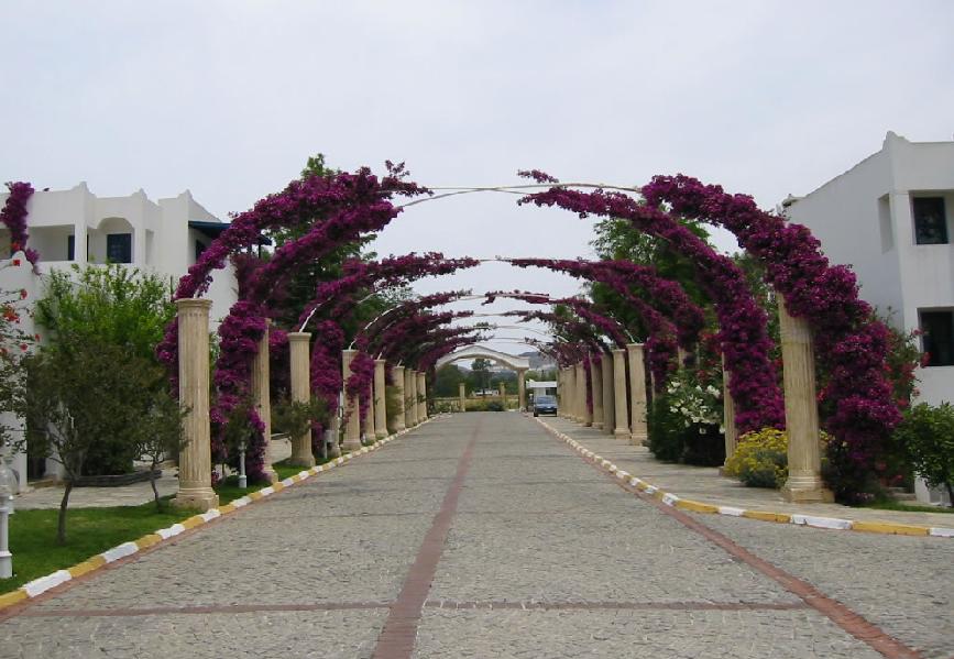 ����� Club Kadikale, ����