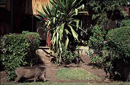 ����� Keekorok Lodge, ����
