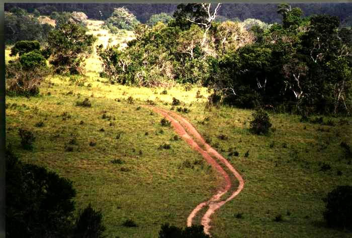 ����� Shimba Rainforest Lodge, ����