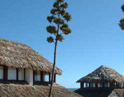 ����� Le Paradisier, ����