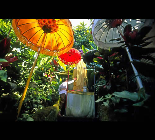 ����� Amandari, ����