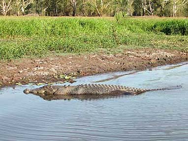 ����� Gagudju Crocodile, ����