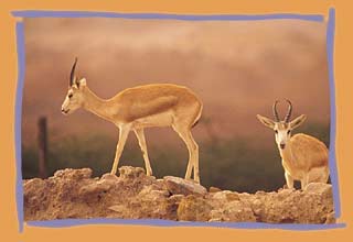 ����� Al Maha Desert Resort & Spa, ����
