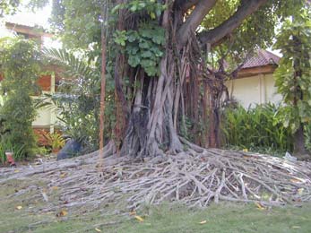 ����� Istana Rama, ����