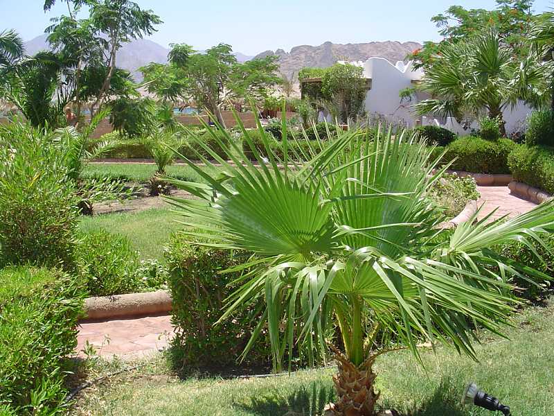 ����� Swiss Inn Golden Beach Dahab, ����