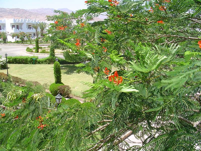 ����� Swiss Inn Golden Beach Dahab, ����