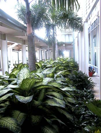 ����� Iberostar Hacienda Dominicus, ����